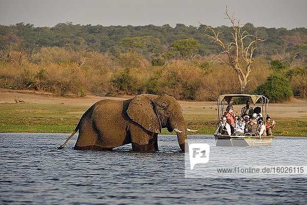 Elefant (Loxodonta africana)  watet durch den Chobe River vor einem Boot voller Touristen  Chobe Nationalpark  Botswana  Afrika