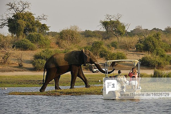 Elephant (Loxodonta africana)  steps out of the Chobe River to shore between a boat and a safari vehicle full of tourists  Chobe National Park  Botswana  Africa