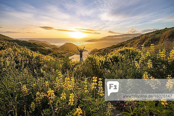 Junger Mann streckt Arme in die Luft  Sonnenuntergang  gelbe Lupinen (Lupinus luteus) auf Sanddünen  Ausblick auf Küste  Sandfly Bay  Dunedin  Otago  Otago Peninsula  Südinsel  Neuseeland  Ozeanien