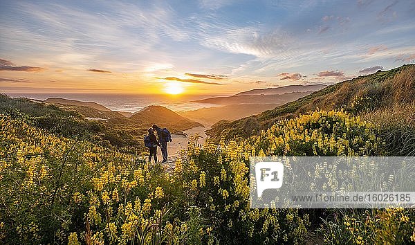 Paar bei Sonnenuntergang  gelbe Lupinen (Lupinus luteus) auf Sanddünen  Ausblick auf Küste  Sandfly Bay  Dunedin  Otago  Otago Peninsula  Südinsel  Neuseeland  Ozeanien