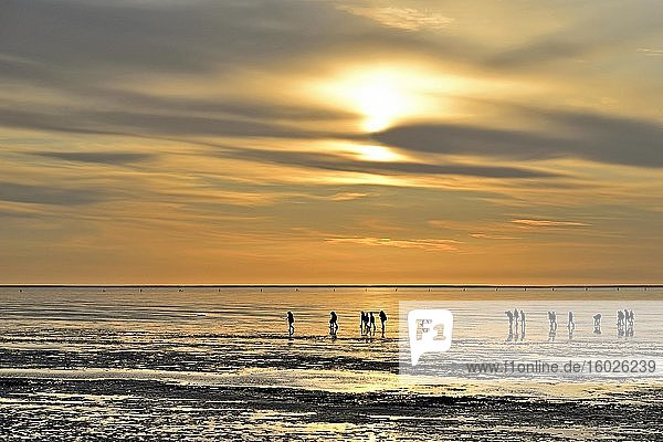 Guided mudflat tour in the evening hours  National Park Lower Saxony Wadden Sea  Cuxhaven-Döse  Lower Saxony  Germany  Europe
