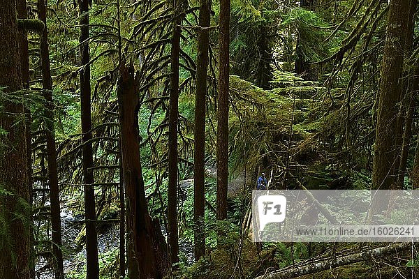 Dichte Vegetation und Fussweg durch den Regenwald  Olympic National Park  Washington  USA  Nordamerika