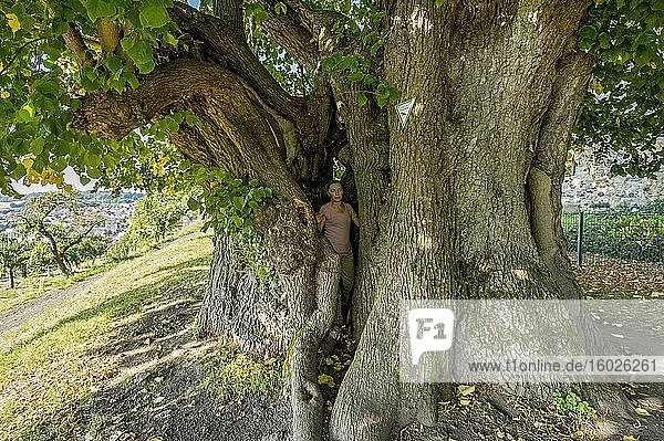 Woman standing in natural monument hollow tree  thousand year old lime tree  Small-leaved Lime (Tilia cordata)  Homberg  Ohm  Vogelsberg  Hesse  Germany  Europe