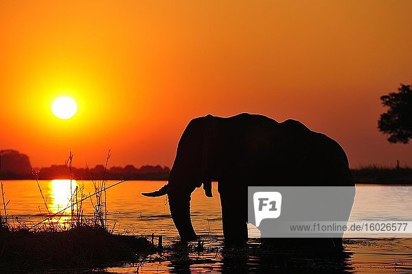 Elefant (Loxodonta africana)  Silhouette im Sonnenuntergang  steht im Chobe River  Chobe Nationalpark  Botswana  Afrika