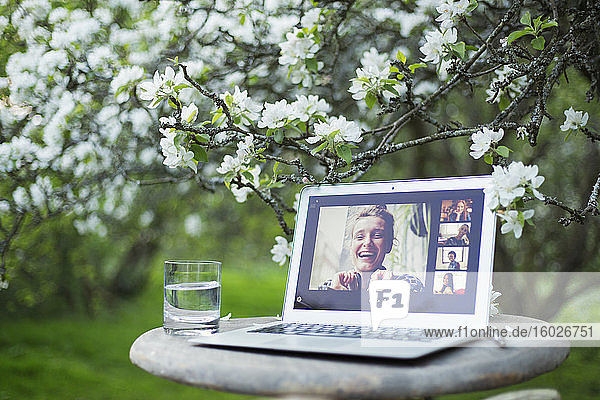 Video-Chat mit Freunden auf Laptop-Bildschirm unter blühendem Baum im Garten