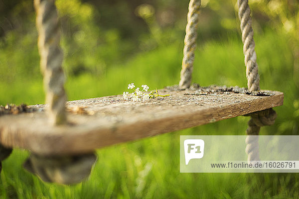Zarte weiße Blumen auf rustikaler Schaukel im sonnigen Garten