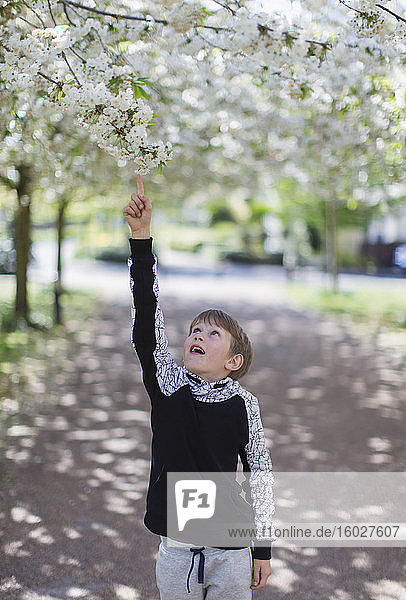 Junge greift nach Apfelblüten am Baum im Park