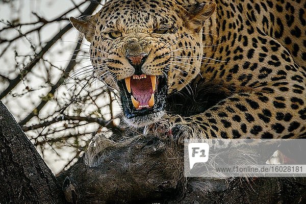 Leopard (Panthera pardus)  der knurrend ein Warzenschwein (Phacochoerus africanus) frisst. Mashatu-Wildreservat. Nördliches Tuli-Wildreservat. Botswana.