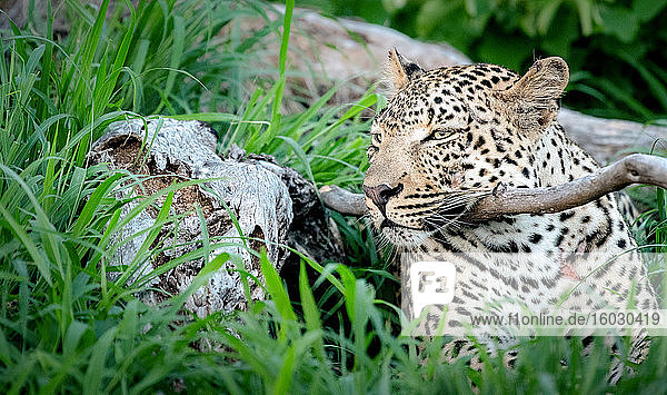 Ein Leopard  Panthera pardus  liegend  den Kopf auf einen Ast gestützt  die Ohren nach hinten