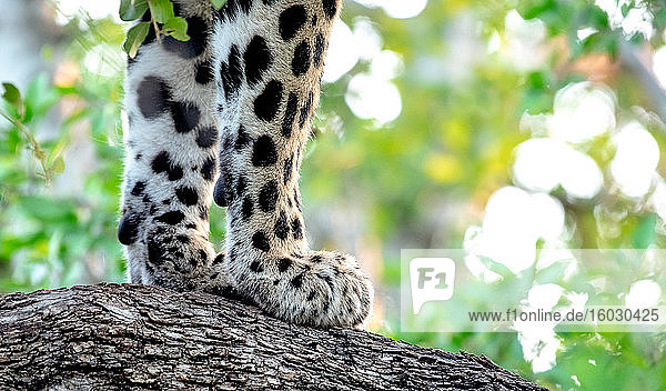 Die Vorderpfoten eines Leoparden  Panthera pardus  auf der Rinde eines Baumes