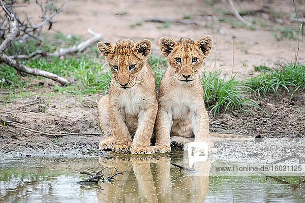 Zwei Löwenbabys  Panthera leo  sitzen zusammen am Rand eines Wasserlochs  Spiegelungen im Wasser