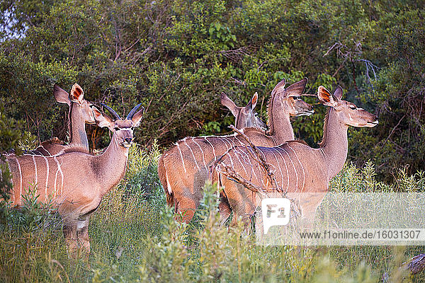 Kudu bei Sonnenuntergang Botswana