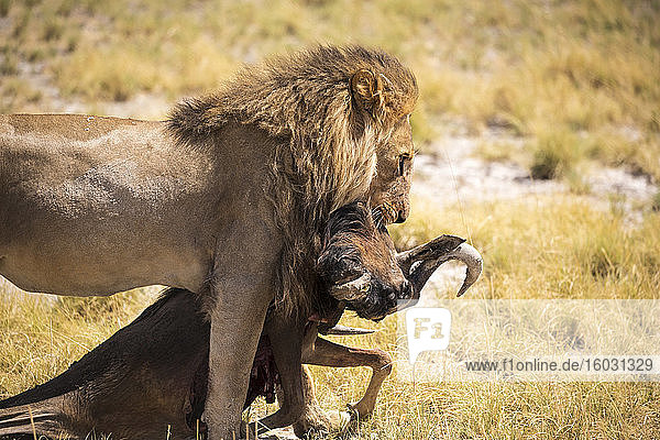Männlicher Löwe und totes Gnu Kalahari-Wüste