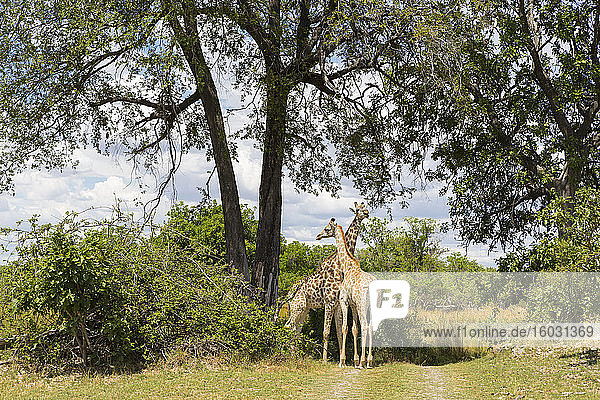 Ein Giraffenpaar unter Bäumen Moremi Game Reserve Botswana
