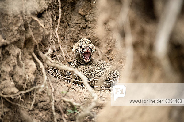 Neugeborene Leopardenjunge  Panthera pardus  liegen zusammen zwischen Wurzeln und Lehmwänden  ein Jungtier öffnet sein Maul mit geschlossenen Augen