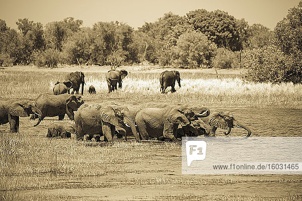 Elefantenherde sammelt sich am Wasserloch Moremi Game Reserve Botswana