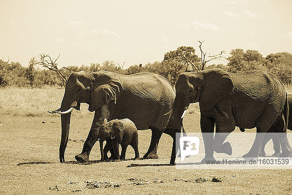 Elefantenherde sammelt sich am Wasserloch Moremi Game Reserve Botswana