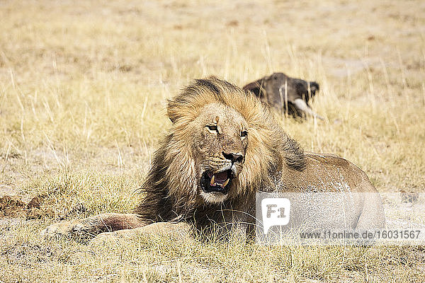 Männlicher Löwe und totes Gnu Kalahari-Wüste