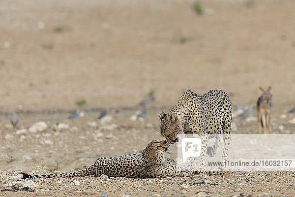 Cheetah (Acinonyx jubatus) brothers  Kgalagadi Transfrontier Park  South Africa  Africa