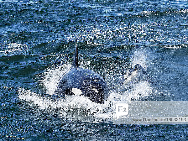 Vorübergehende Killerwale (Orcinus orca)  die ein kalifornisches Grauwal-Kalb verfolgen  Monterey Bay  Kalifornien  Vereinigte Staaten von Amerika  Nordamerika