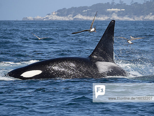 Vorübergehender Schwertwal (Orcinus orca)  der ein kalifornisches Grauwal-Kalb tötet  Fishermans Cove  Carmel  Kalifornien  Vereinigte Staaten von Amerika  Nordamerika