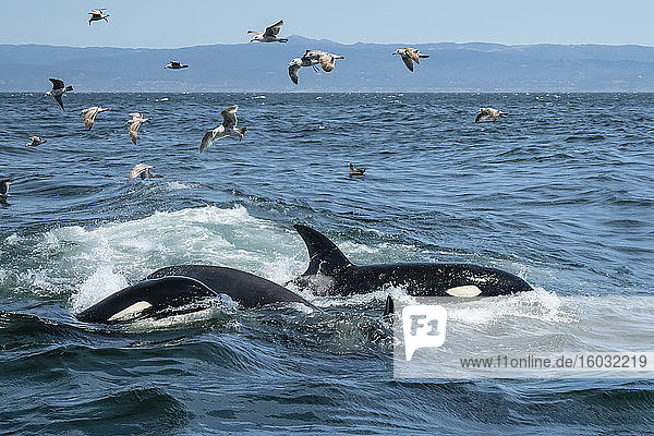 Vorübergehende Killerwale (Orcinus orca)  die sich von einem kalifornischen Grauwal-Kalb ernähren  Monterey Bay  Kalifornien  Vereinigte Staaten von Amerika  Nordamerika