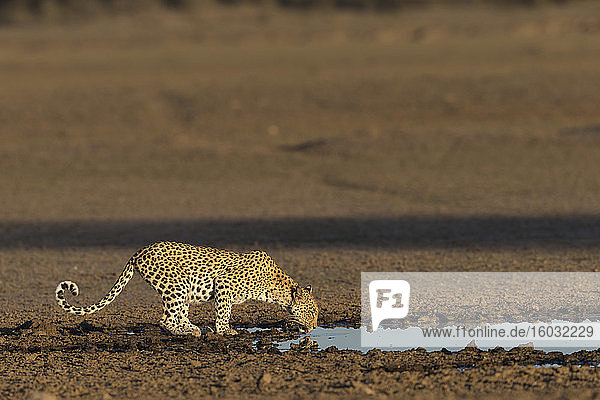 Leopard (Panthera pardus) Weibchen trinkend  Kgalagadi Transfrontier Park  Südafrika  Afrika