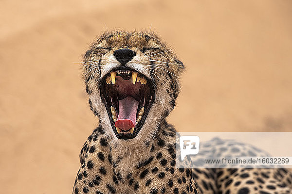 Cheetah (Acinonyx jubatus) yawning  Kgalagadi Transfrontier Park  South Africa  Africa