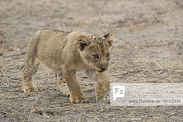 Lion (Panthera leo) cub  Elephant Plains  Sabi Sand Game Reserve  South Africa  Africa
