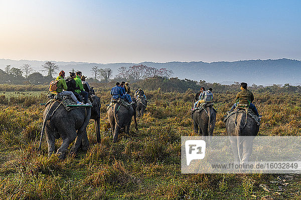 Frühmorgendlicher Elefantenritt auf Elefanten durch das Elefantengras  Kaziranga-Nationalpark  UNESCO-Weltkulturerbe  Assam  Indien  Asien