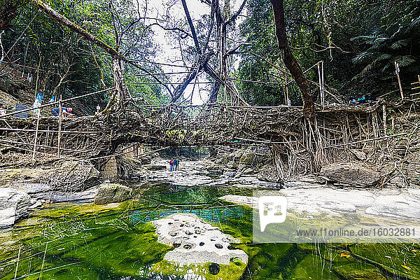 Mawlynnong living root bridge  Meghalaya  India  Asia