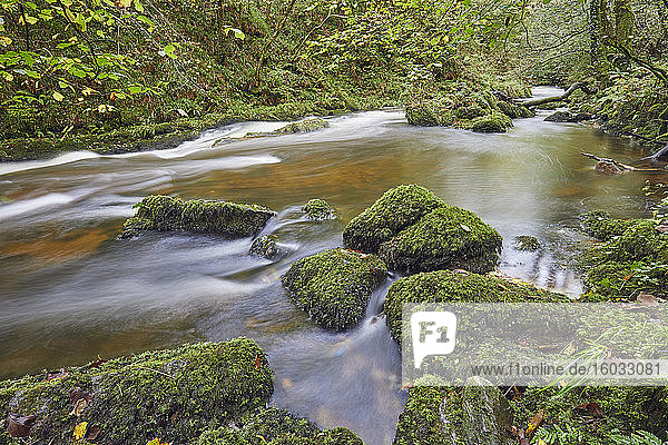 Ein von altem Waldland umgebener Waldfluss  der East Lyn River bei Watersmeet  Exmoor National Park  Devon  England  Vereinigtes Königreich  Europa