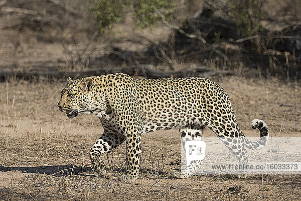 Leopard (Panthera pardus)  Elephant Plains  Sabi Sand Game Reserve  South Africa  Africa