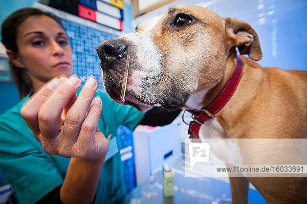 Tierärztin während einer Akupunktursitzung an einem Hund.
