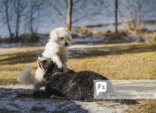 Berner Sennenhundwelpe und Malteser Pudel spielen zusammen in einem Park.
