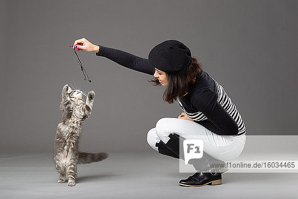 Studioaufnahme einer Frau  die mit einer grauen Katze spielt  auf grauem Hintergrund.