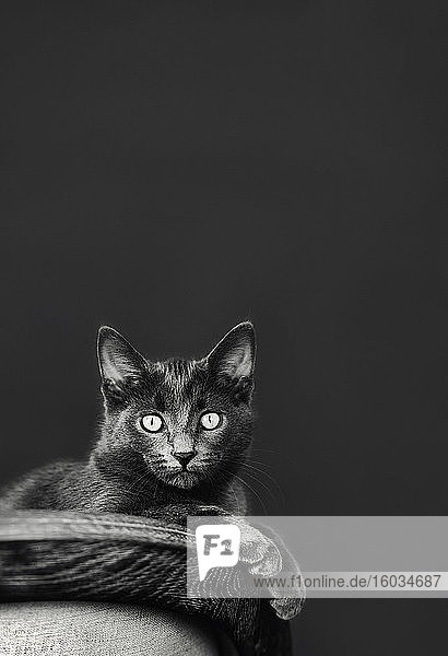 Porträt Chartreux-Katze mit großen Augen