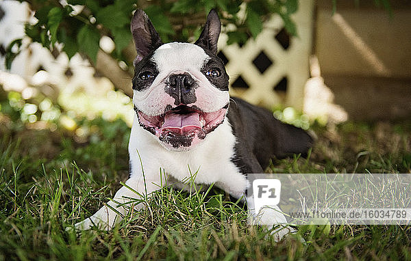 Porträt eines glücklichen Boston-Terrier-Hundes der sich im Gras entspannt