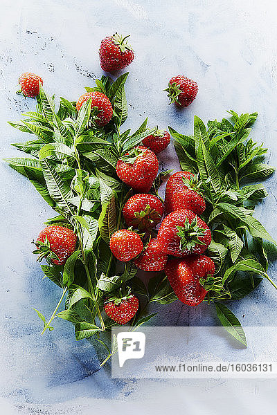 Erdbeeren und frische Minze