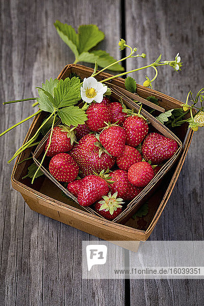 Frische Erdbeeren im Spankörbchen