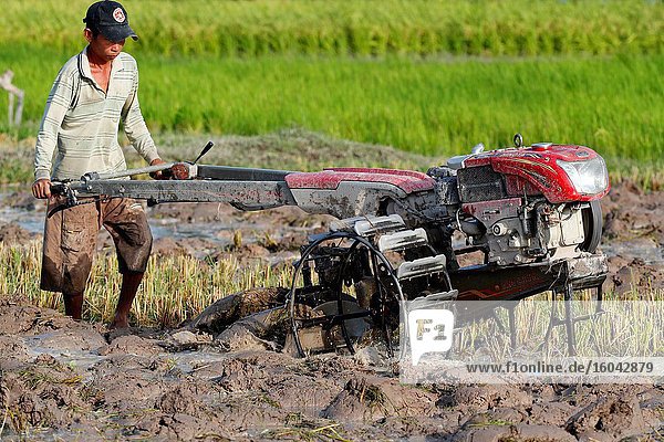 Asiatischer Bauer pflügt Reisfeld mit einem Traktor. Kep. Kambodscha.