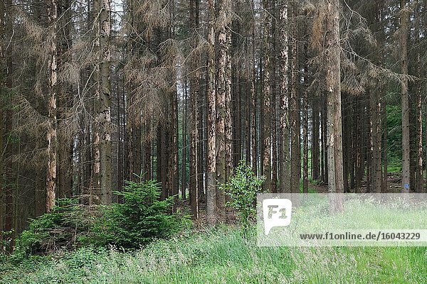 Waldsterben  Fichtensterben aufgrund von Trockenheit und Borkenkäferbefall  abgestorbene Bäume  abgestorbene Fichten  abgestorbene Nadelbäume  Sauerland  Nordrhein-Westfalen  Deutschland.
