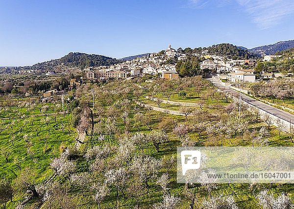 Mandelblüte  Plantage mit blühenden Mandelbäumen  Ortschaft Selva  Region Raiguer  Luftbild  Mallorca  Balearen  Spanien  Europa