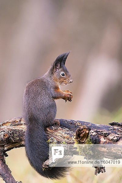 Eurasian red squirrel (Sciurus vulgaris)  sitting on branch  Bavaria  Germany  Europe