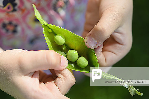 Girl opening pea pod from garden