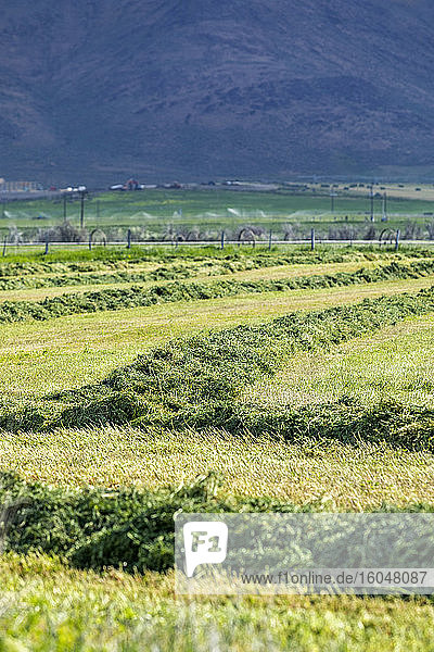 USA  Idaho  Sun Valley  Freshly cut grass in field