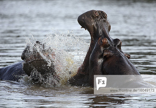 Hippopotamus (Hippopotamus amphibius) bathing in Garamba River