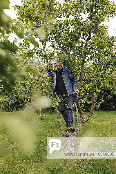 Älterer Mann klettert auf einen Baum in einem ländlichen Garten