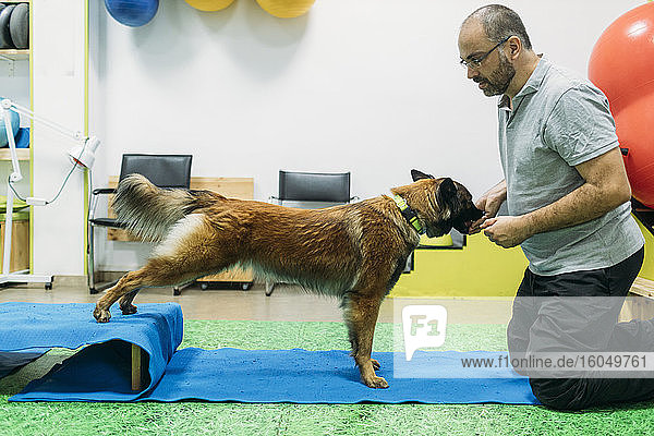 Male physiotherapist training Malinois Belgian Shepherd Dog at center