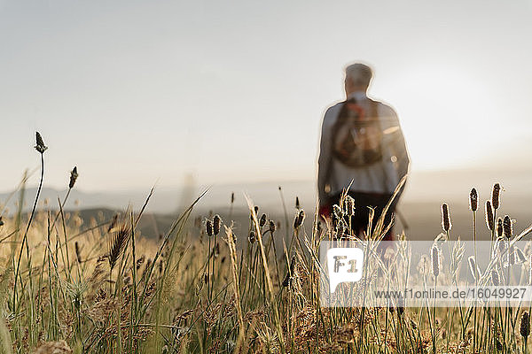 Nahaufnahme von trockenen Rohrkolbenpflanzen mit einem älteren Mann  der bei Sonnenuntergang wandert